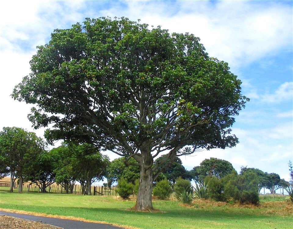 Puriri tree, Omana Regional Park, New Zealand