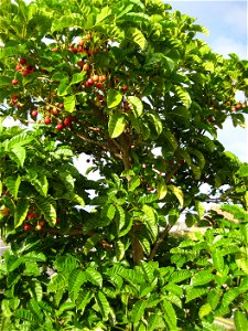 Vitex lucens, Pūriri. A young tree with fruit, Auckland, New Zealand.
