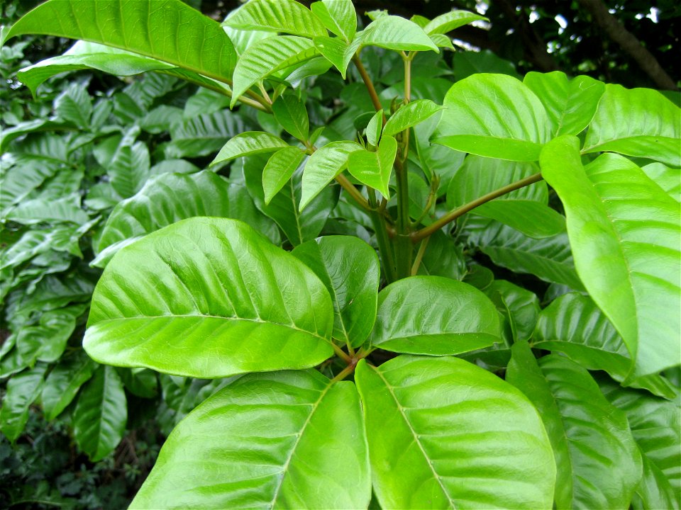 Foliage of a young Vitex lucens, Pūriri tree, Auckland, New Zealand.