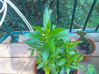 Physostegia virginiana - False Dragonhead/Obedient Plant. photo