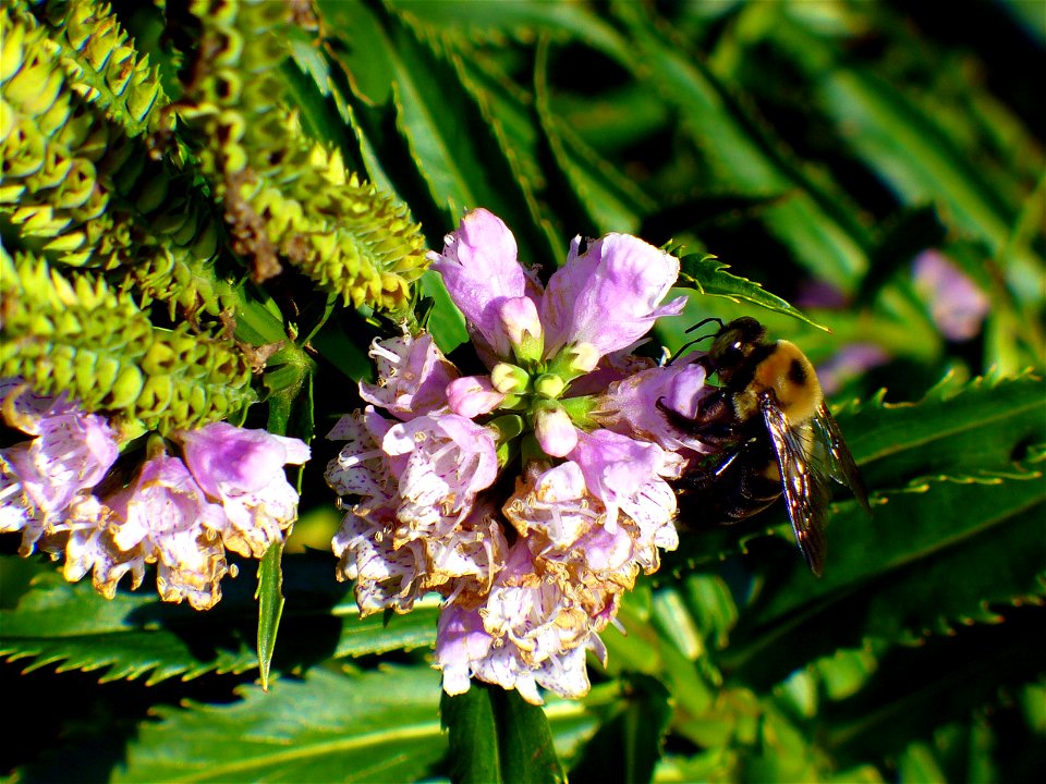 Bee on flowers, Virginia Beach, Virginia