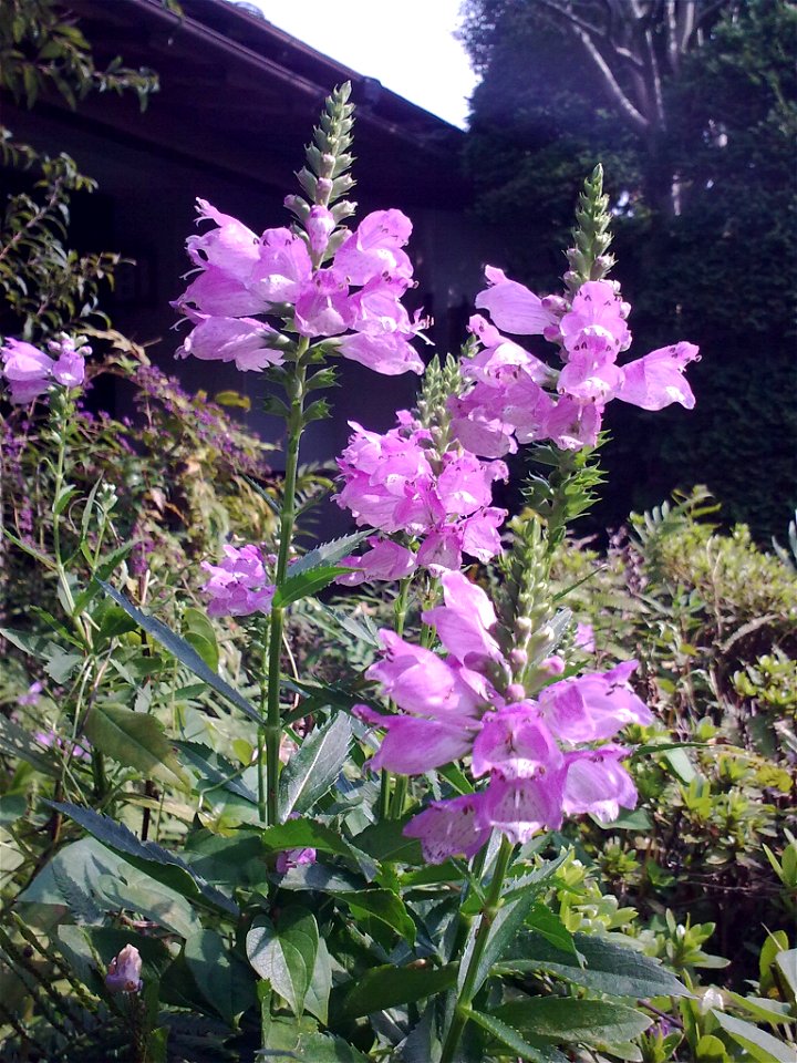 unidentified plant, Kamakura, Japan