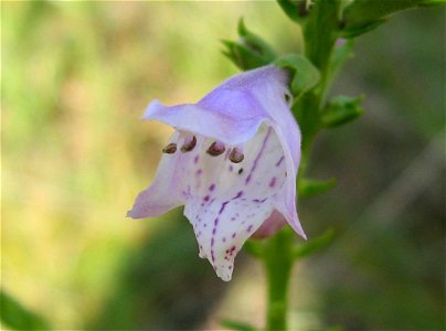 Physostegia virginiana close up photo