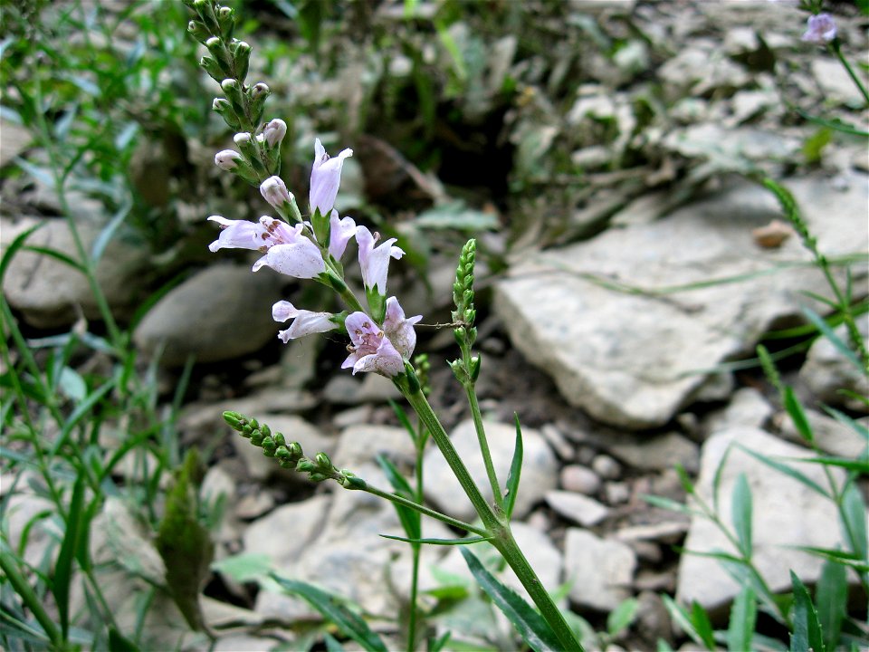Physostegia virginiana ssp. virginiana. Limestone bar of the  Licking River at Quiet Trails, Harrison County, Kentucky.