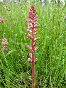 Orobanche minor var. minor