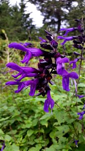 Salvia Guaranitica in a botanical garden, labeled as "Blue Anise Sage", a flower native to Brazil and northern Argentina