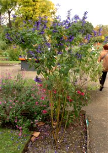 Salvia guaranitica in Jardin des plantes in Paris.


Camera location48° 50′ 36.81″ N, 2° 21′ 32.59″ E View this and other nearby images on: OpenStreetMap 48.843558; 