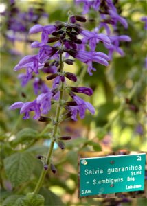 Salvia guaranitica in Jardin des plantes in Paris.


Camera location48° 50′ 36.81″ N, 2° 21′ 32.59″ E View this and other nearby images on: OpenStreetMap 48.843558; 