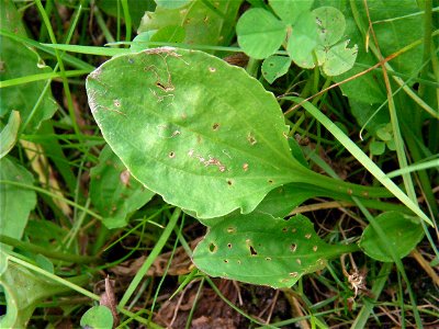 Leaf of Plantago asiatica. Sendai, Miyagi prefecture, Japan.