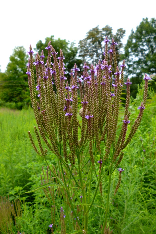 Blue Vervain (Verbena hastata) blooming in Schenley Park, Pittsburgh