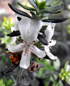 Westringia fruticosa at Quail Botanical Gardens in Encinitas, California, USA. Identified by sign.