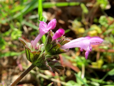 Stängelumfassende Taubnessel (Lamium amplexicaule) in Hockenheim