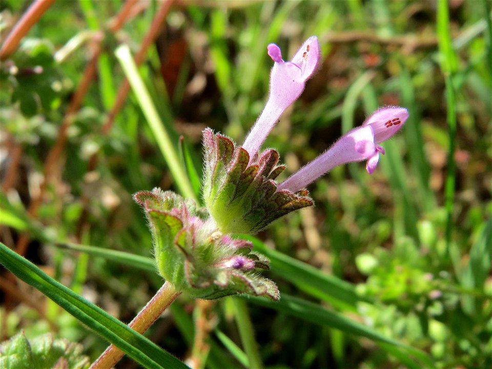 Stängelumfassende Taubnessel (Lamium amplexicaule) in Hockenheim