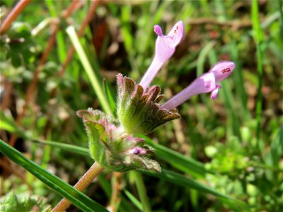 Stängelumfassende Taubnessel (Lamium amplexicaule) in Hockenheim