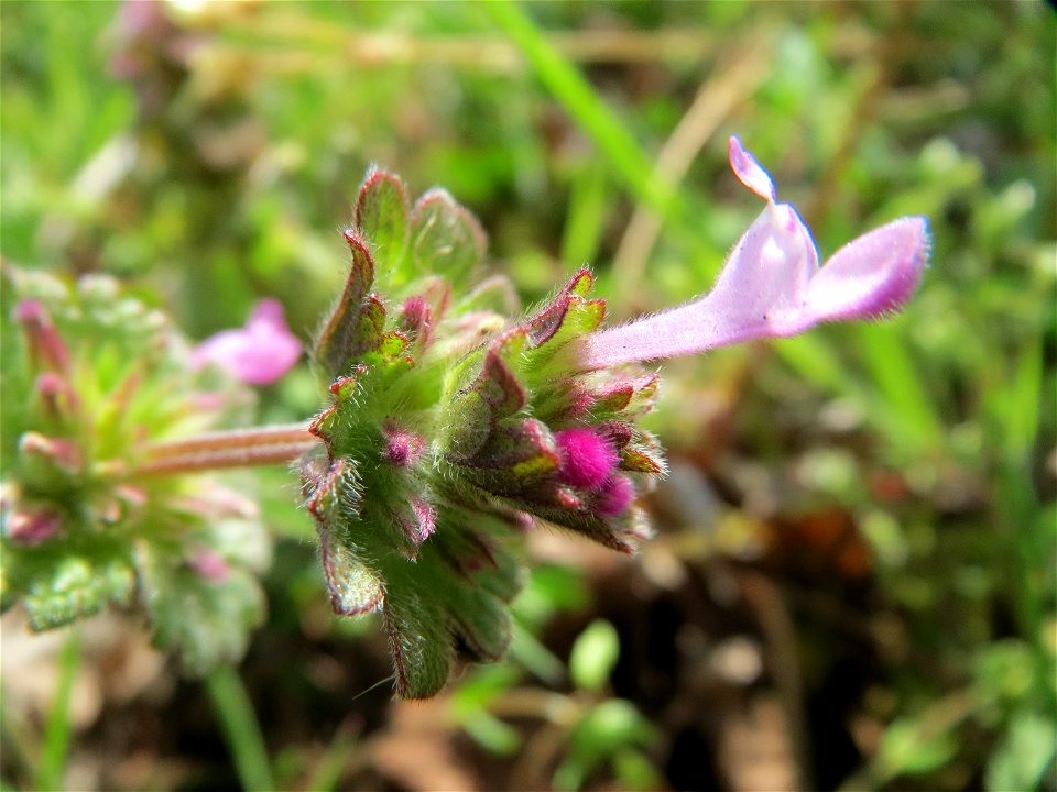 Stängelumfassende Taubnessel (Lamium amplexicaule) in Hockenheim