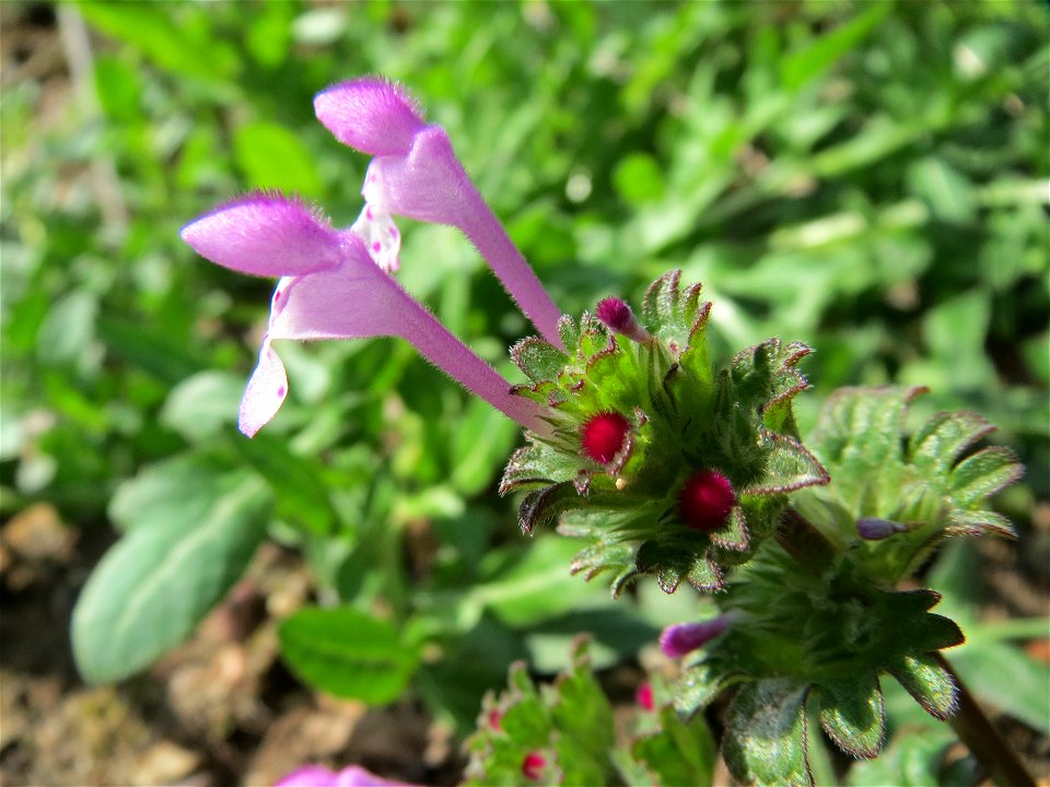 Stängelumfassende Taubnessel (Lamium amplexicaule) im Landesgartenschaupark Hockenheim