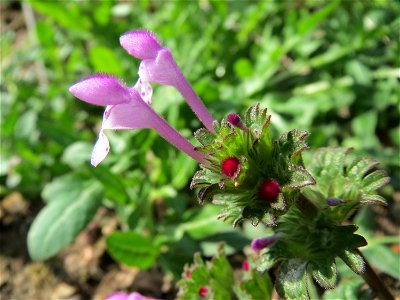 Stängelumfassende Taubnessel (Lamium amplexicaule) im Landesgartenschaupark Hockenheim