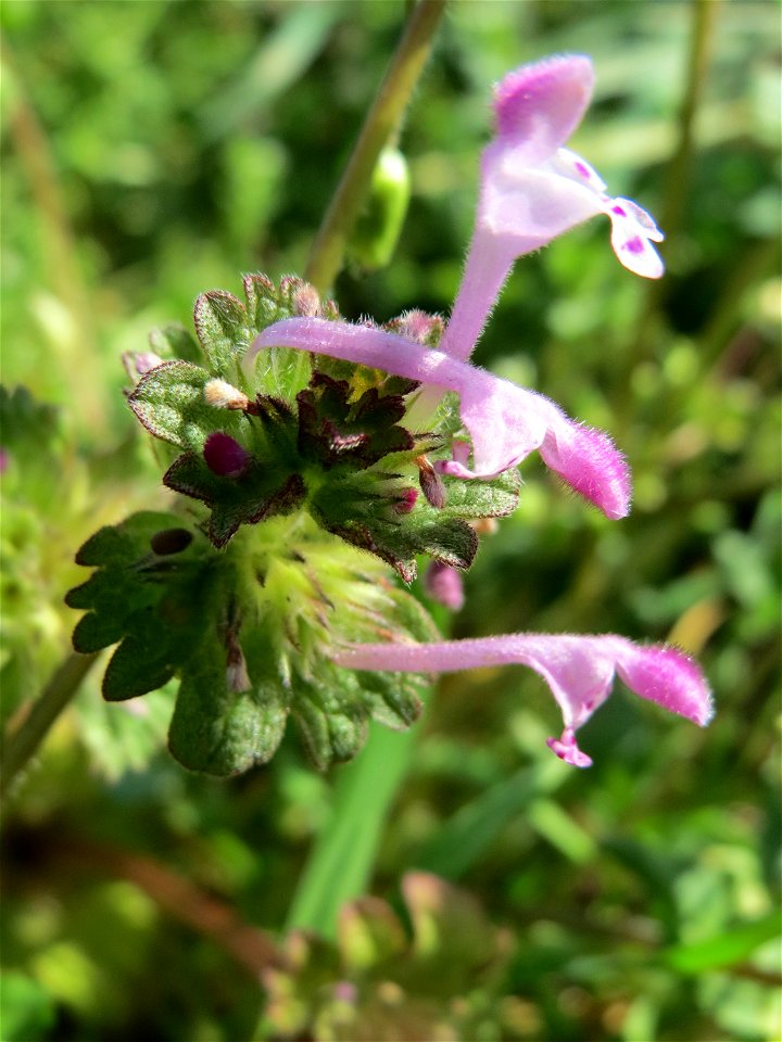 Stängelumfassende Taubnessel (Lamium amplexicaule) in Hockenheim
