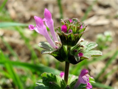 Stängelumfassende Taubnessel (Lamium amplexicaule) in Hockenheim