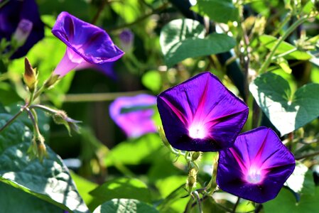 Climber plant bright flower