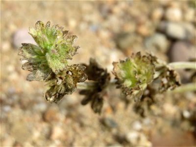 Stängelumfassende Taubnessel (Lamium amplexicaule) in Hockenheim