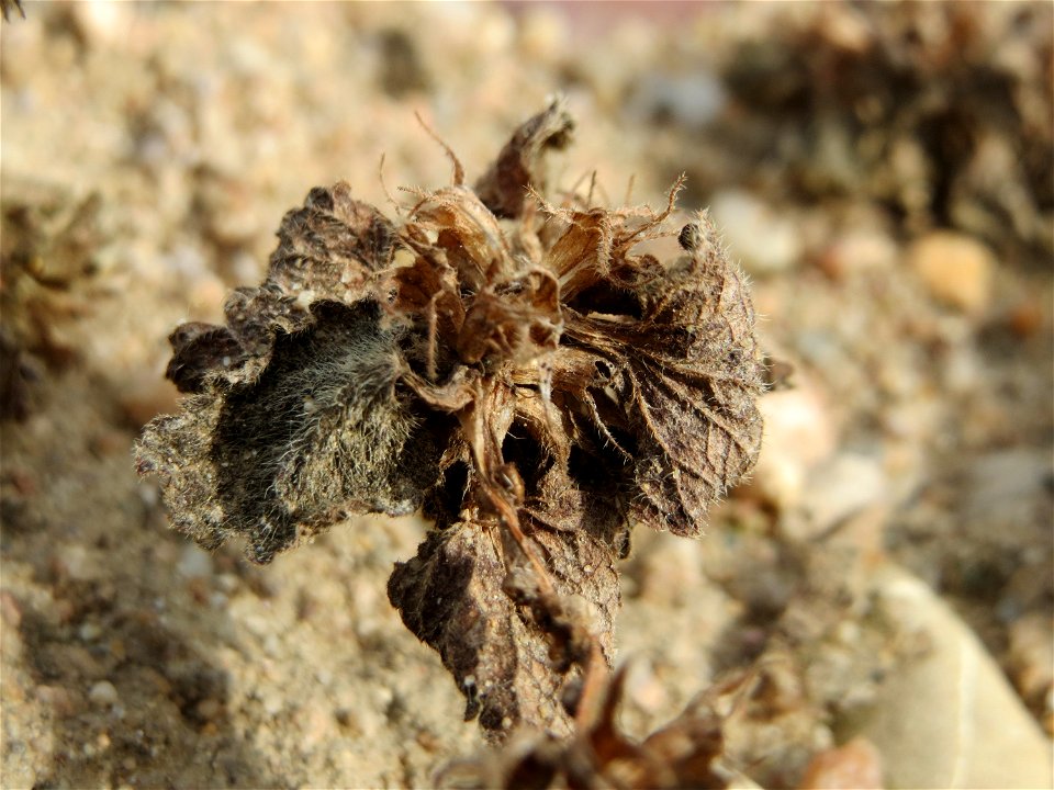 Stängelumfassende Taubnessel (Lamium amplexicaule) in Hockenheim