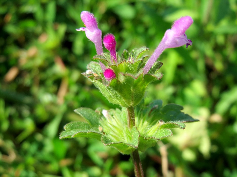 Stängelumfassende Taubnessel (Lamium amplexicaule) bei Reilingen