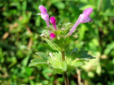 Stängelumfassende Taubnessel (Lamium amplexicaule) bei Reilingen