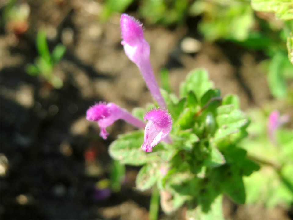 Stängelumfassende Taubnessel (Lamium amplexicaule) bei Reilingen