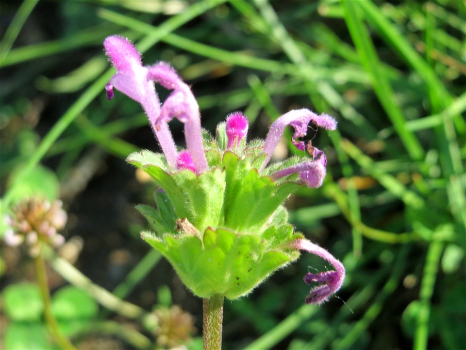 Stängelumfassende Taubnessel (Lamium amplexicaule) bei Reilingen