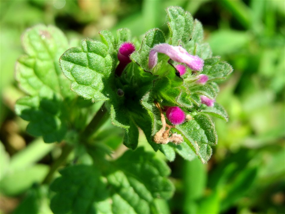 Stängelumfassende Taubnessel (Lamium amplexicaule) bei Reilingen