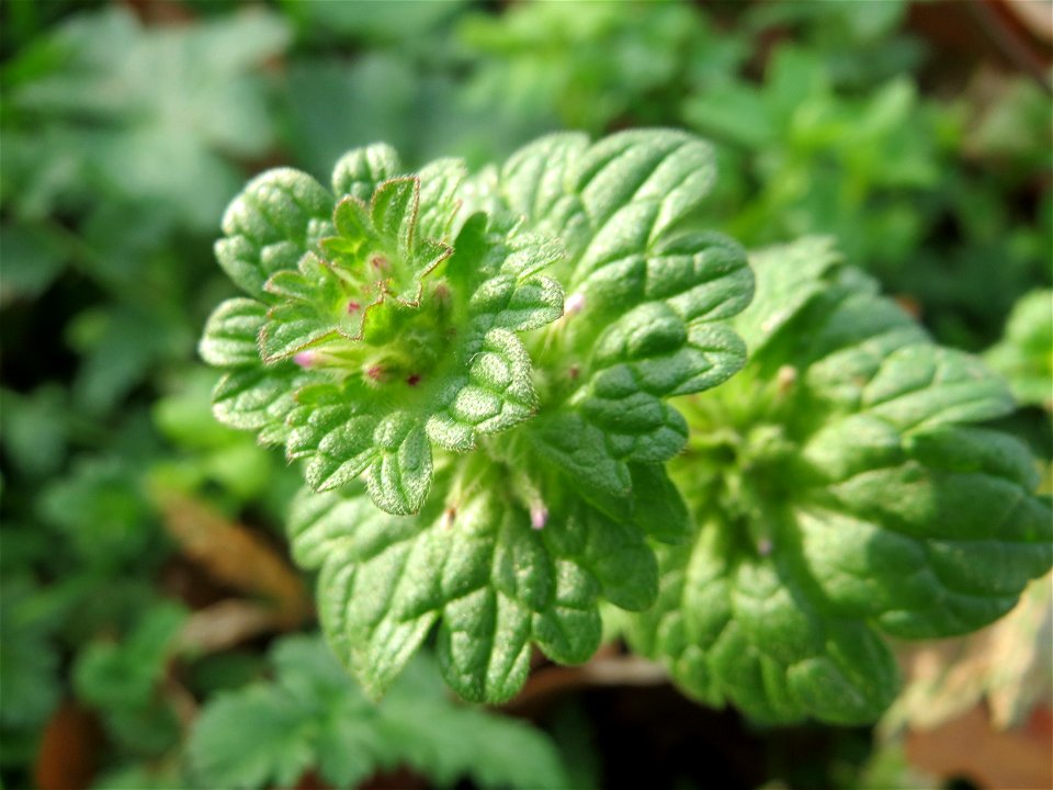 Stängelumfassende Taubnessel (Lamium amplexicaule) in Hockenheim