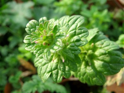 Stängelumfassende Taubnessel (Lamium amplexicaule) in Hockenheim