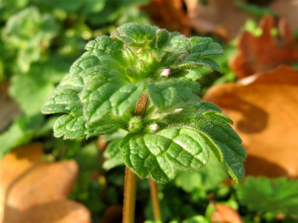 Stängelumfassende Taubnessel (Lamium amplexicaule) in Hockenheim