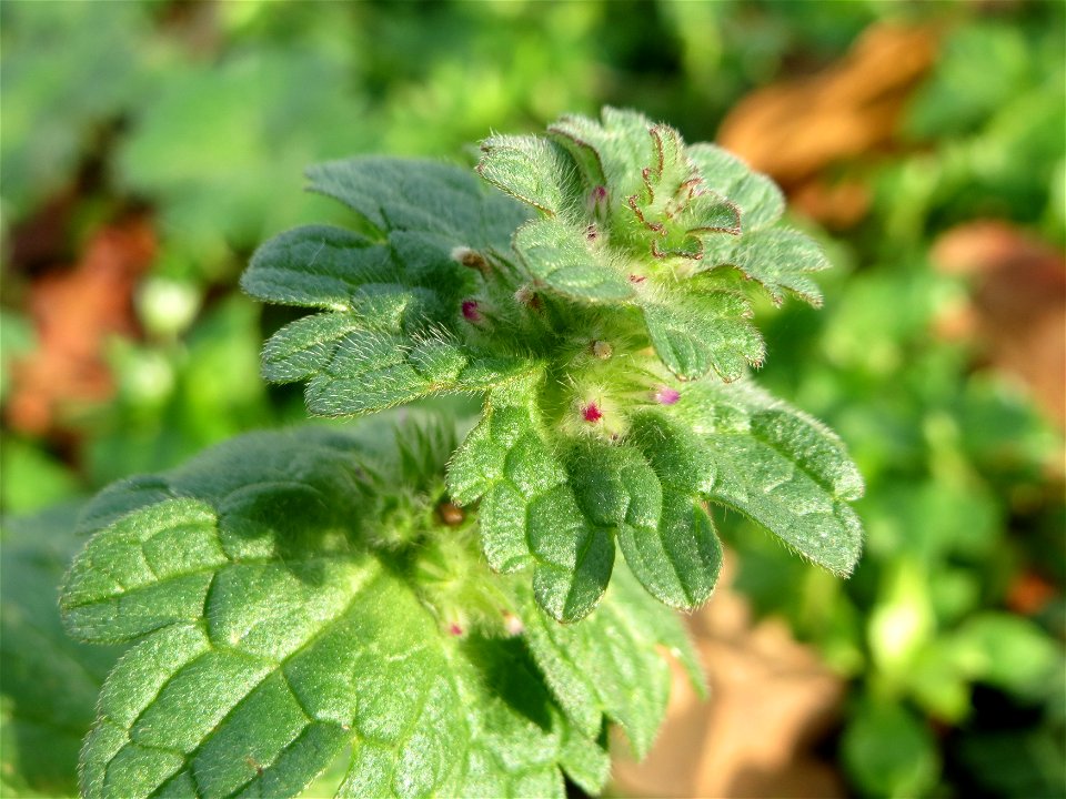 Stängelumfassende Taubnessel (Lamium amplexicaule) in Hockenheim
