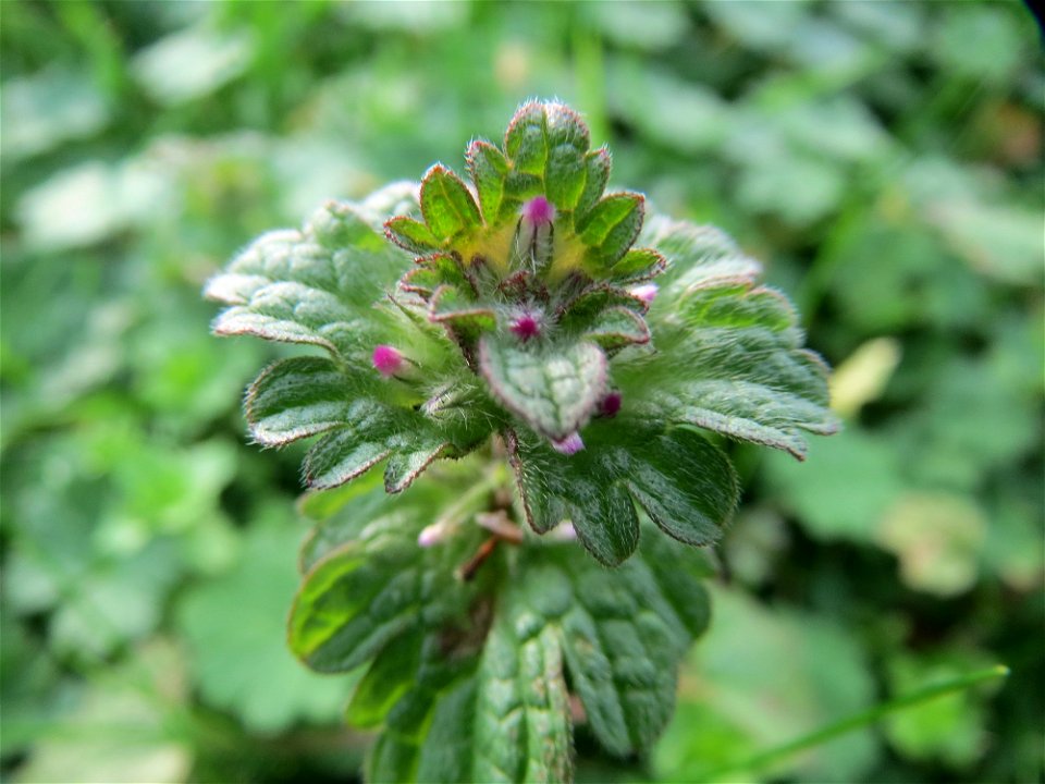 Stängelumfassende Taubnessel (Lamium amplexicaule) in Hockenheim