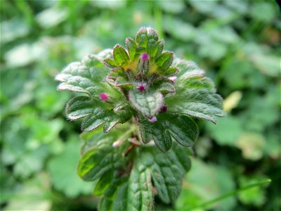Stängelumfassende Taubnessel (Lamium amplexicaule) in Hockenheim