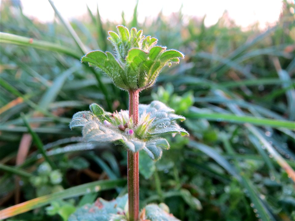 Stängelumfassende Taubnessel (Lamium amplexicaule) bei Hockenheim