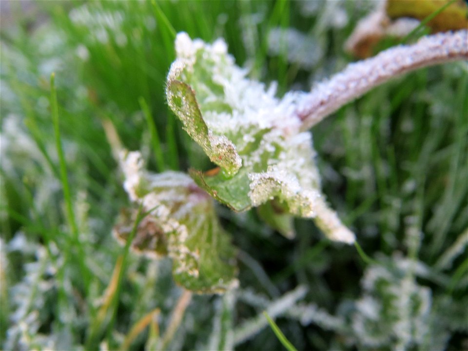 Stängelumfassende Taubnessel (Lamium amplexicaule) in Hockenheim