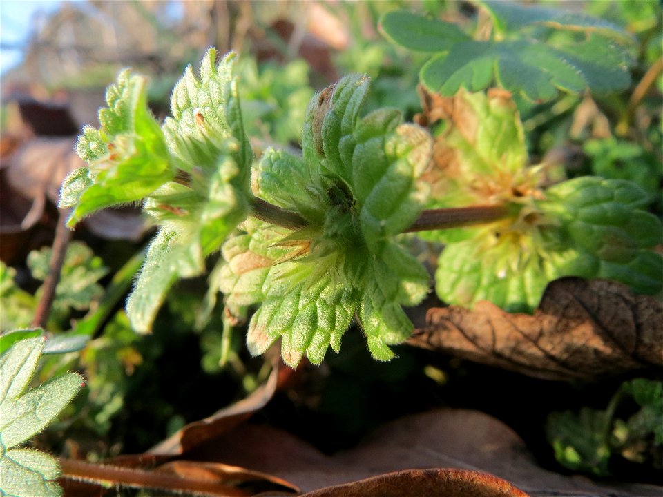 Stängelumfassende Taubnessel (Lamium amplexicaule) in Hockenheim