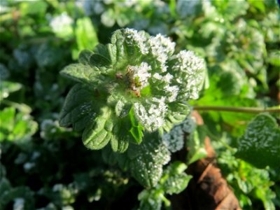 Stängelumfassende Taubnessel (Lamium amplexicaule) in Hockenheim
