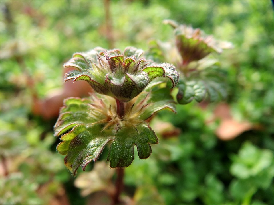 Stängelumfassende Taubnessel (Lamium amplexicaule) in Hockenheim