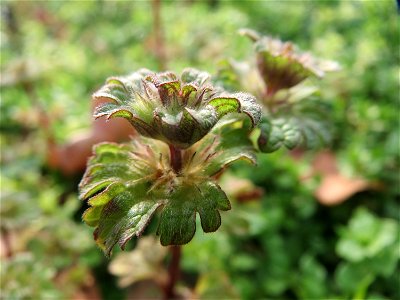 Stängelumfassende Taubnessel (Lamium amplexicaule) in Hockenheim