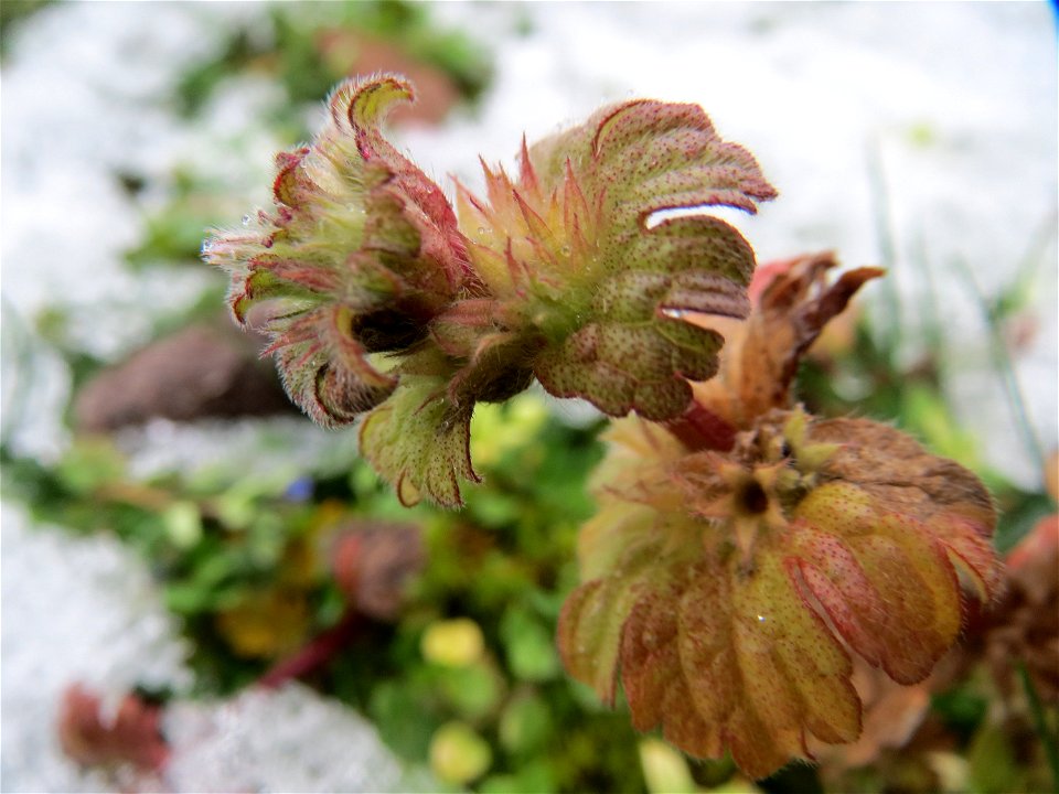 Stängelumfassende Taubnessel (Lamium amplexicaule) in Hockenheim