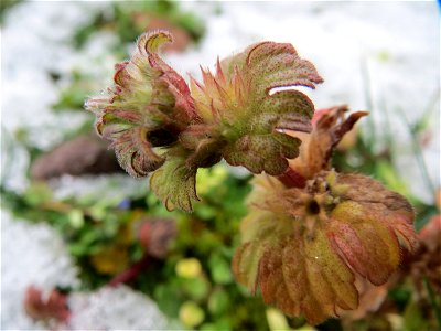 Stängelumfassende Taubnessel (Lamium amplexicaule) in Hockenheim