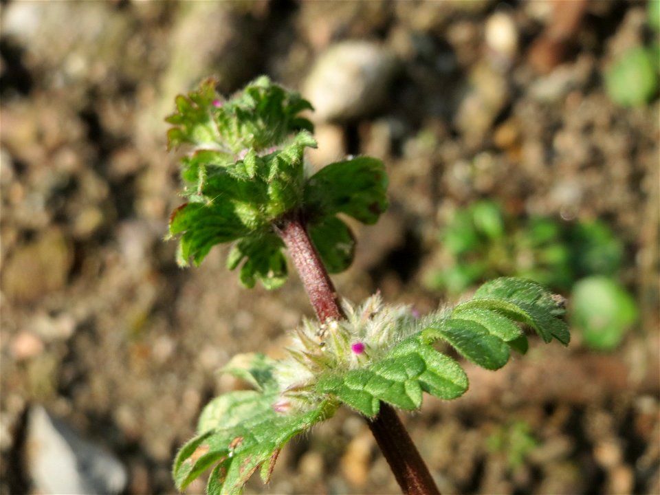 Stängelumfassende Taubnessel (Lamium amplexicaule) in Hockenheim