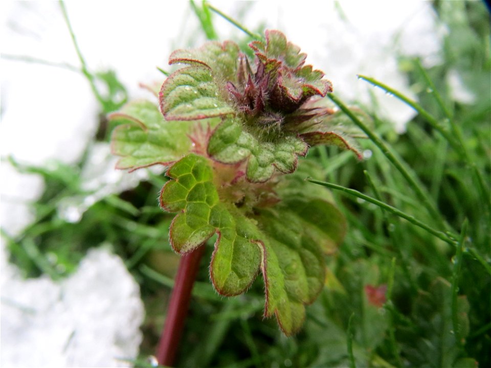 Stängelumfassende Taubnessel (Lamium amplexicaule) in Hockenheim