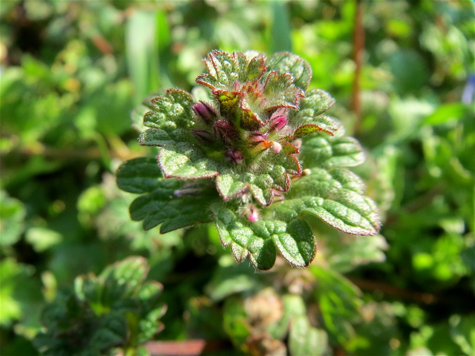 Stängelumfassende Taubnessel (Lamium amplexicaule) in Hockenheim