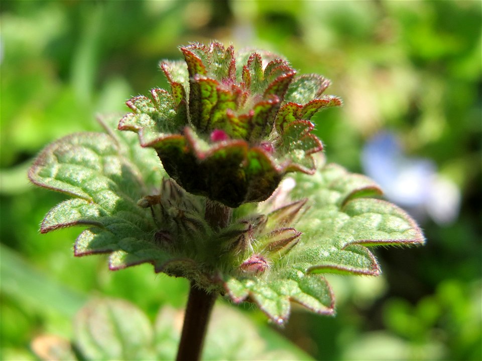 Stängelumfassende Taubnessel (Lamium amplexicaule) in Hockenheim