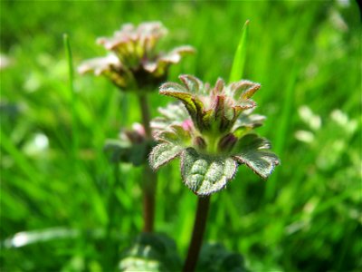 Stängelumfassende Taubnessel (Lamium amplexicaule) in Hockenheim
